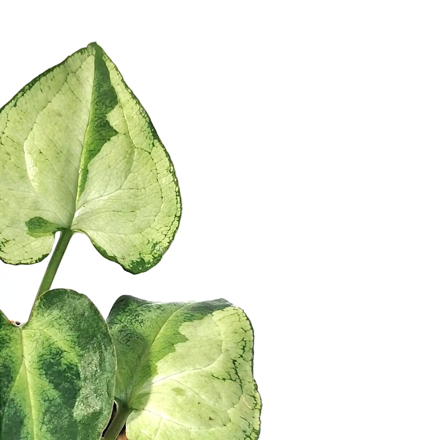 Syngonium podophyllum 'Eclipse' leaf close-up on white background.