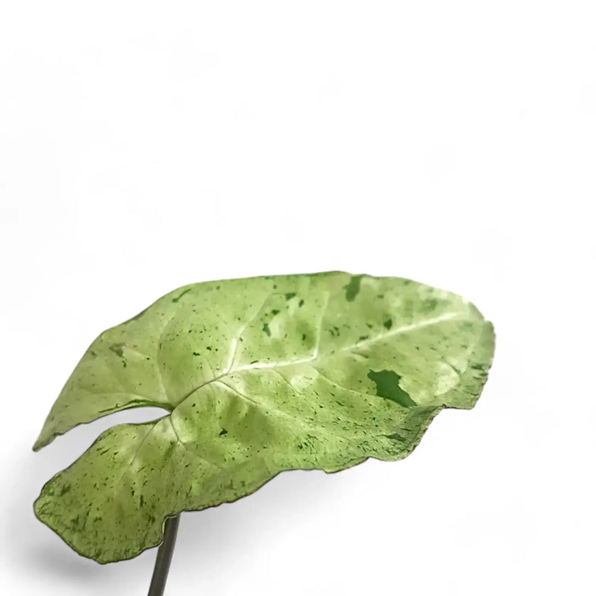 Syngonium podophyllum 'Freckles' potted houseplant in nursery pot on white background, product photo 2.