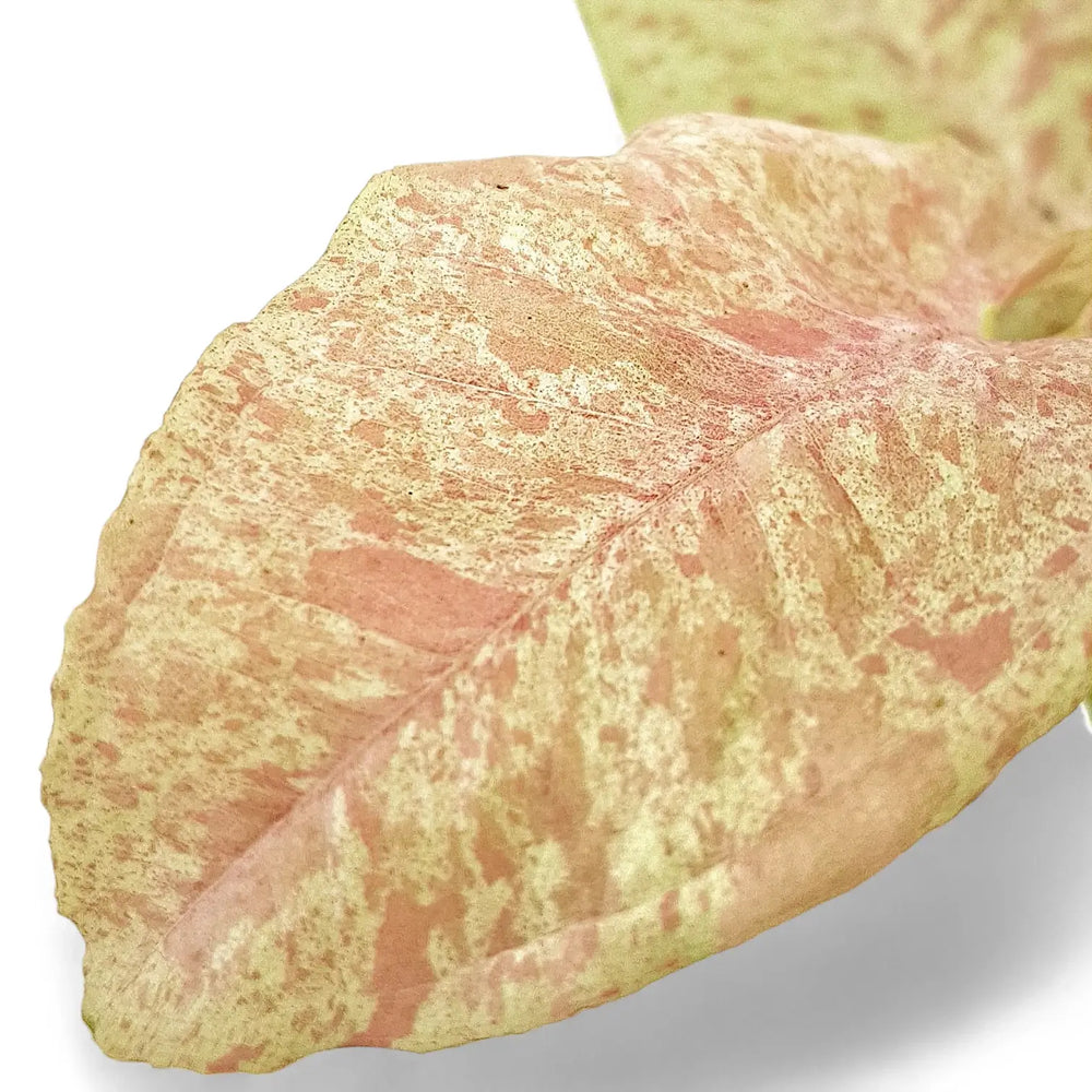 Syngonium podophyllum 'Milk confetti' – Blattdetail vor weißem Hintergrund..