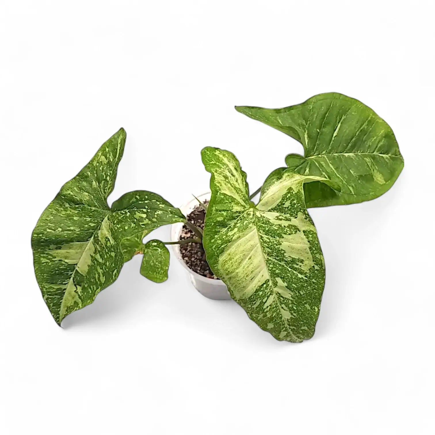 Syngonium podophyllum 'Punda galaxy' Zimmerpflanze im Anzuchttopf vor weiĂem Hintergrund, Produktfoto 2.