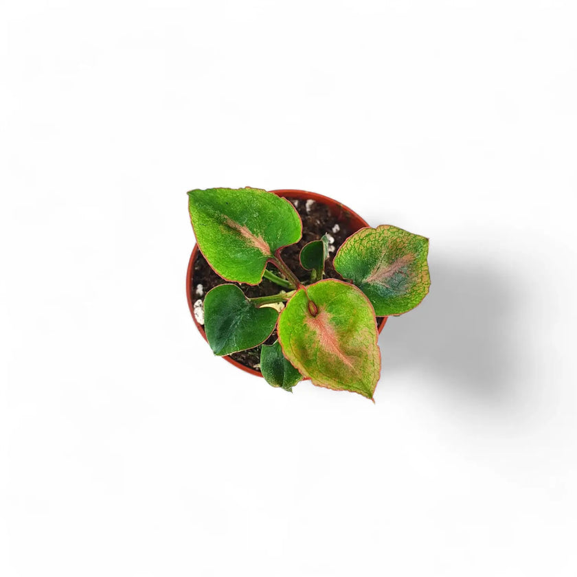 Syngonium podophyllum 'Pink Perfection' aka 'Pink Dream' potted houseplant in nursery pot on white background, product photo 2.