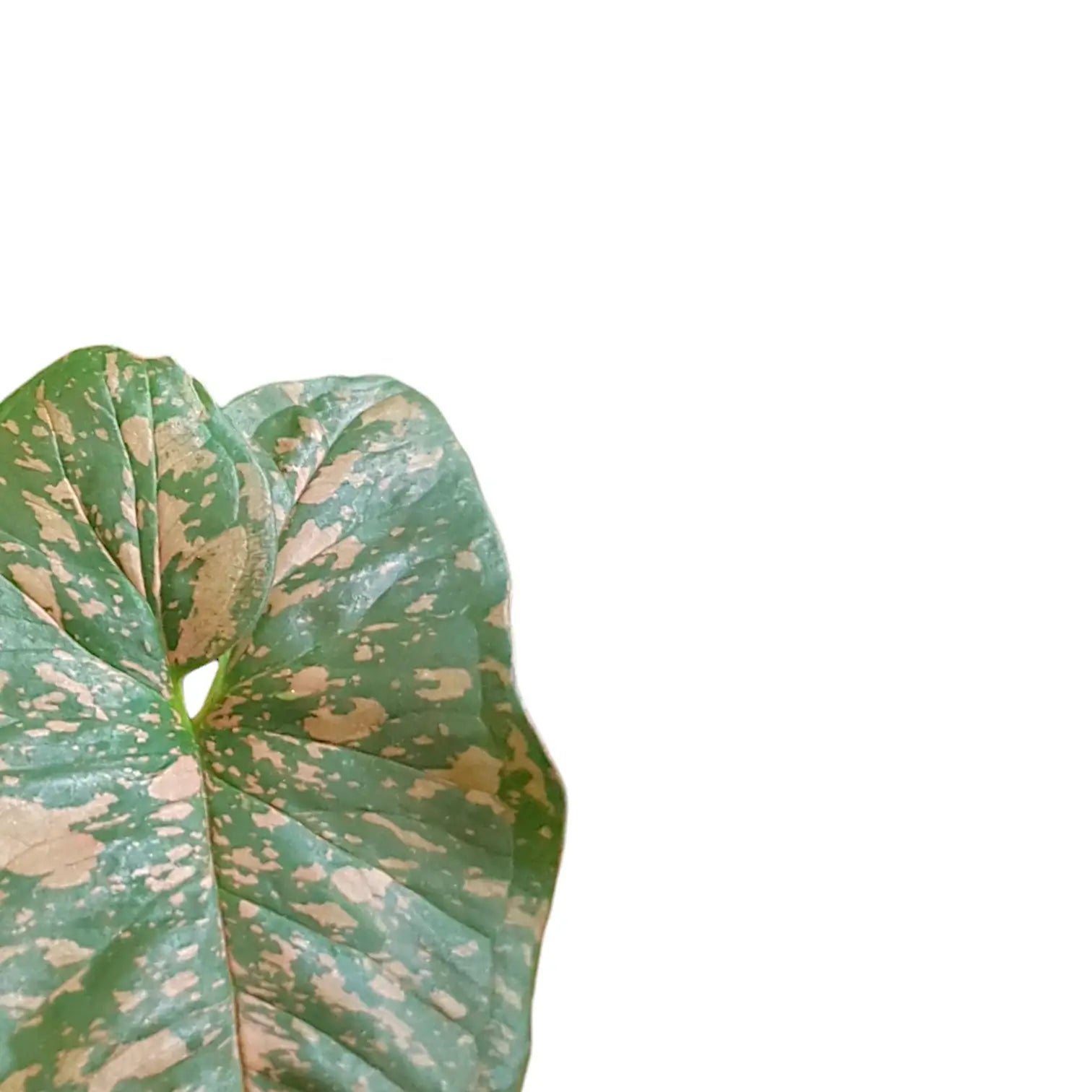 Syngonium podophyllum 'Pink splash allusion' potted houseplant in nursery pot on white background, product photo 2.