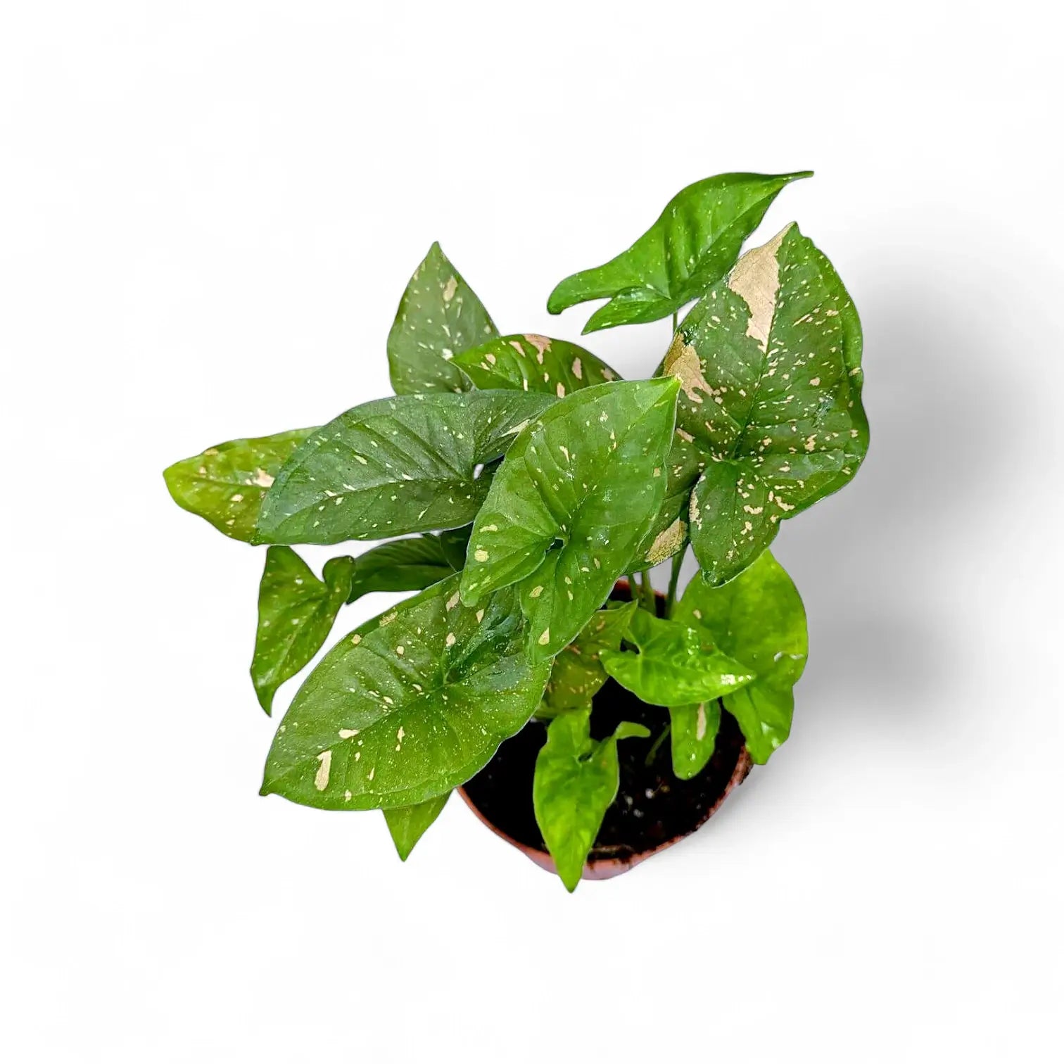 Syngonium podophyllum 'Pink splash allusion' potted houseplant in nursery pot on white background, product photo 3.