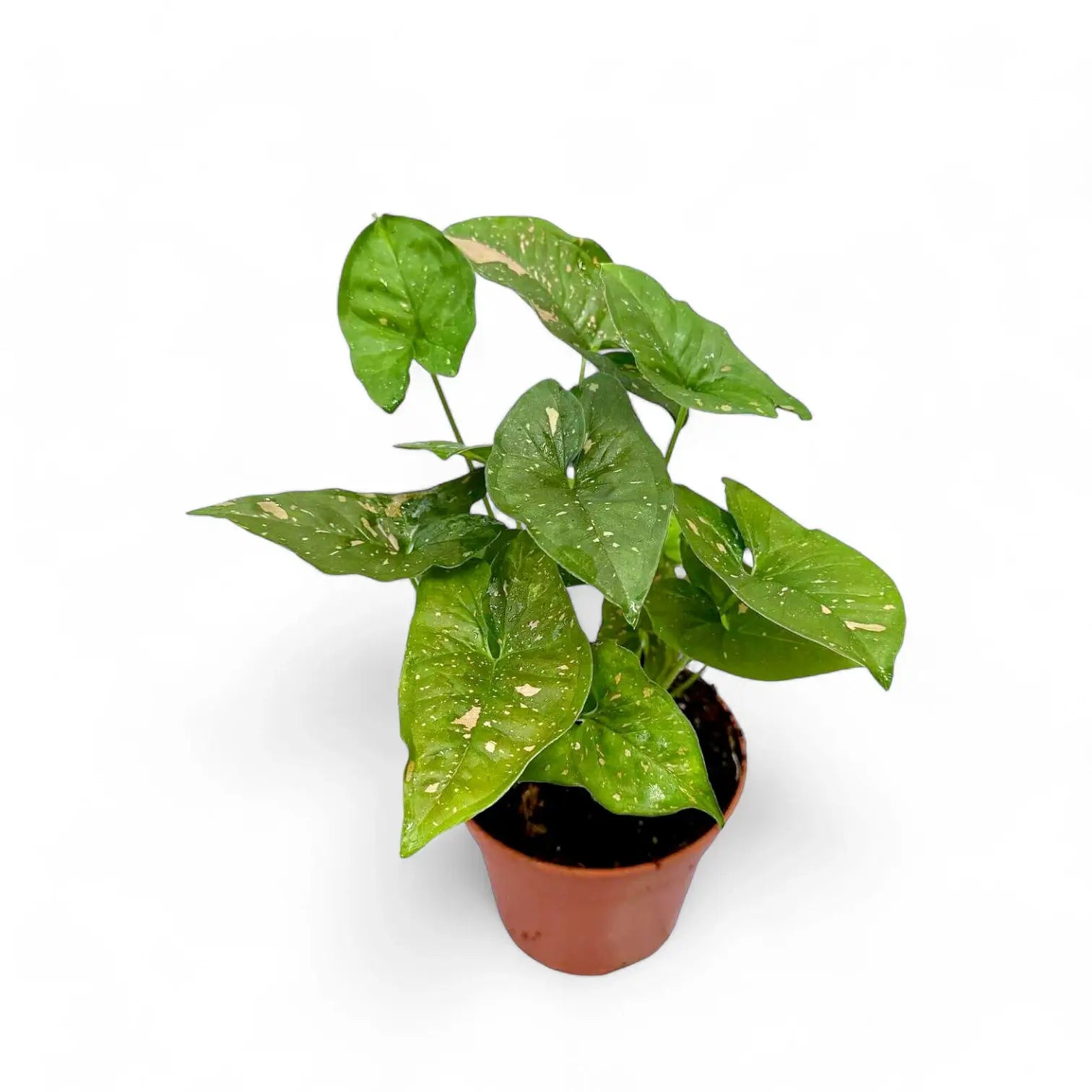 Syngonium podophyllum 'Pink splash allusion' potted houseplant in nursery pot on white background, product photo 4.