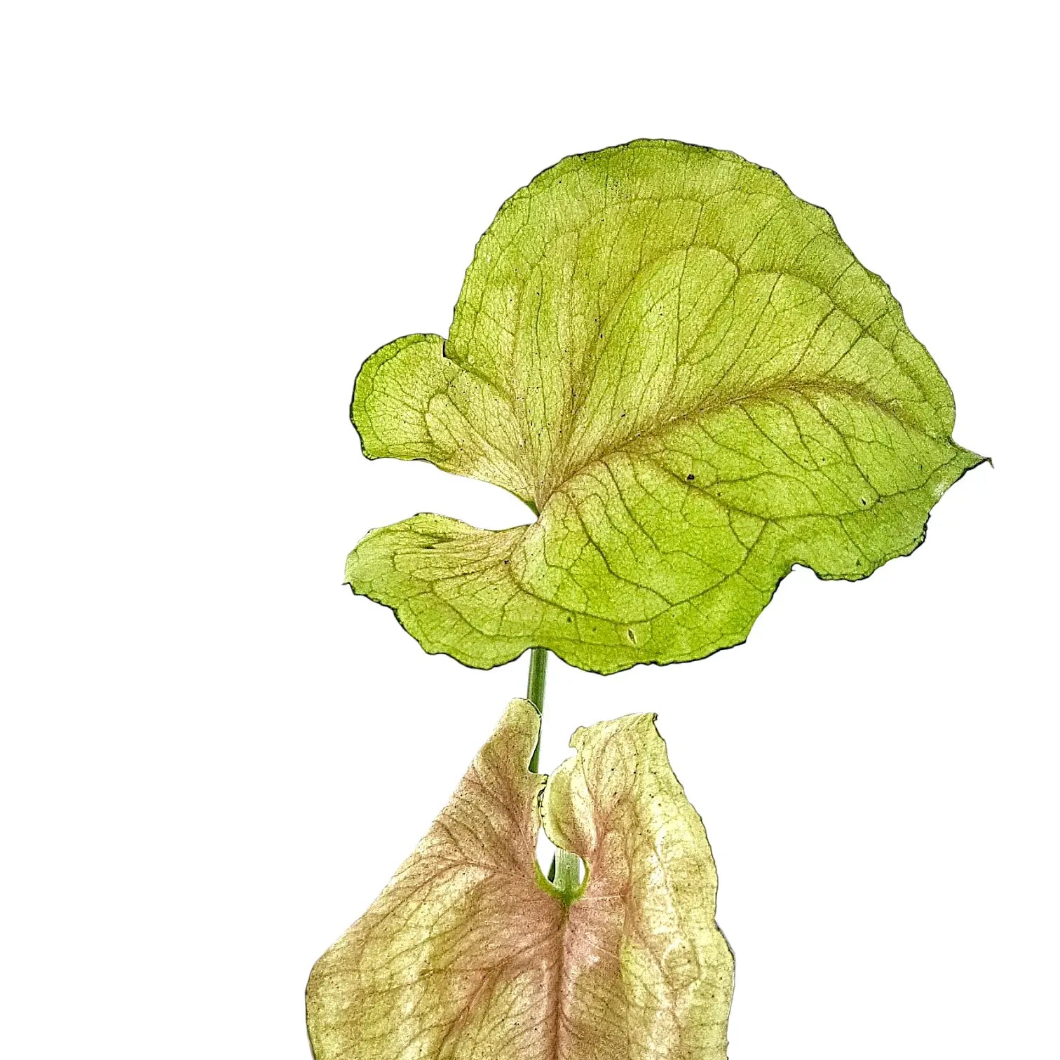 Syngonium podophyllum 'Roxanne' – Blattdetail vor weißem Hintergrund..