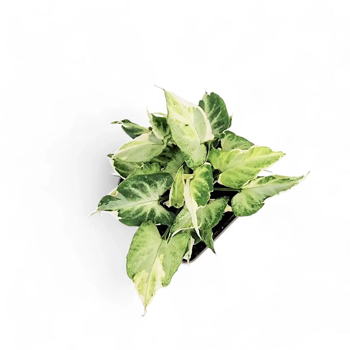 Syngonium podophyllum 'Starlite' aka 'Zebrina' Zimmerpflanze im Anzuchttopf vor weißem Hintergrund, Produktfoto 2.