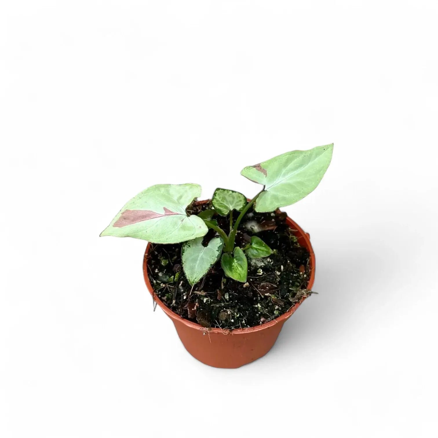 Syngonium podophyllum 'Strawberry milk' potted houseplant in nursery pot on white background, product photo 3.