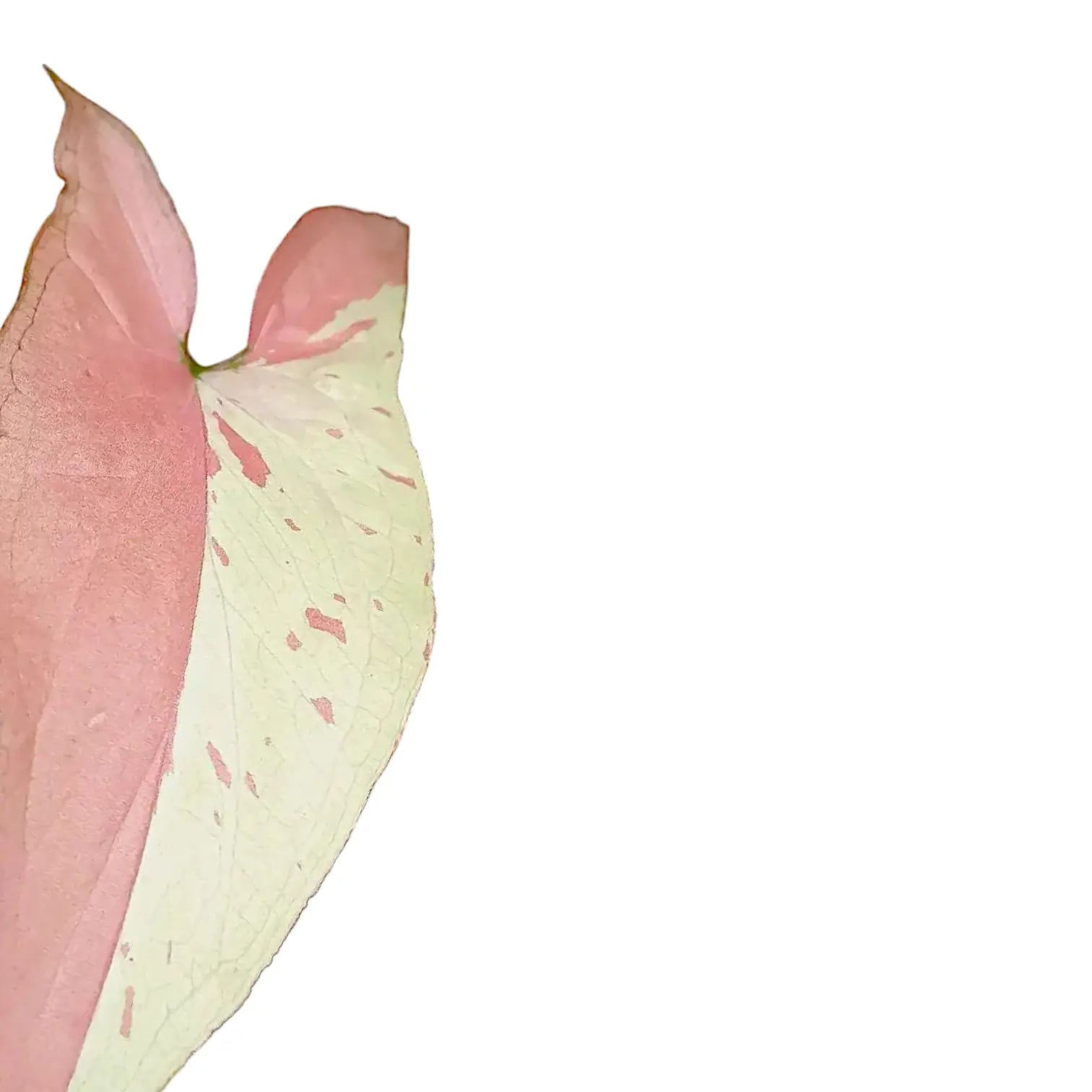 Syngonium podophyllum 'Strawberry milk' potted houseplant in nursery pot on white background, product photo 4.