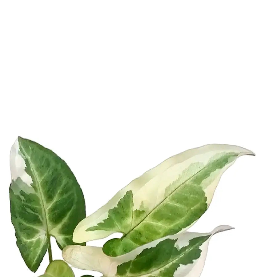 Syngonium podophyllum 'T25' leaf close-up on white background.