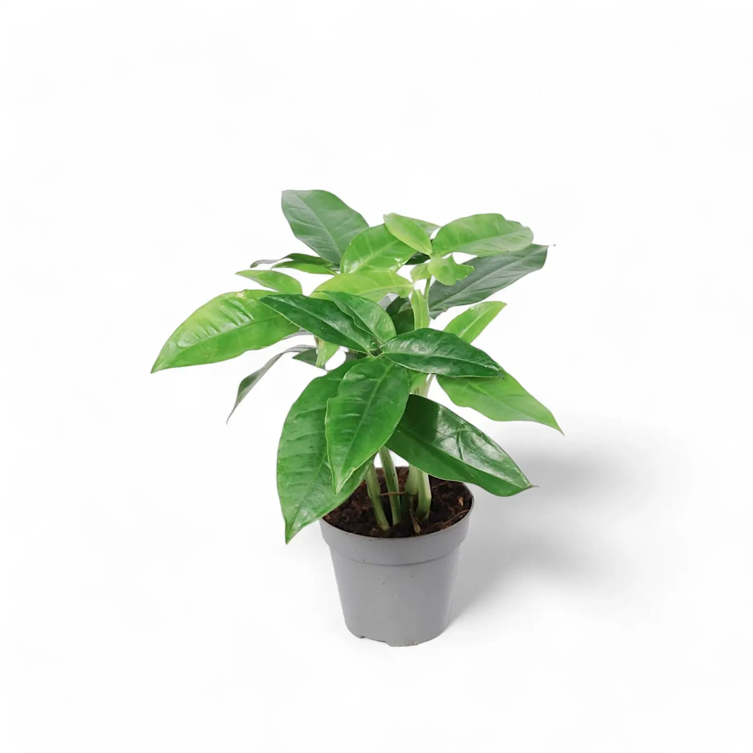 Syngonium podophyllum âTrileaf Wonder' potted houseplant in nursery pot on white background, product photo 2.