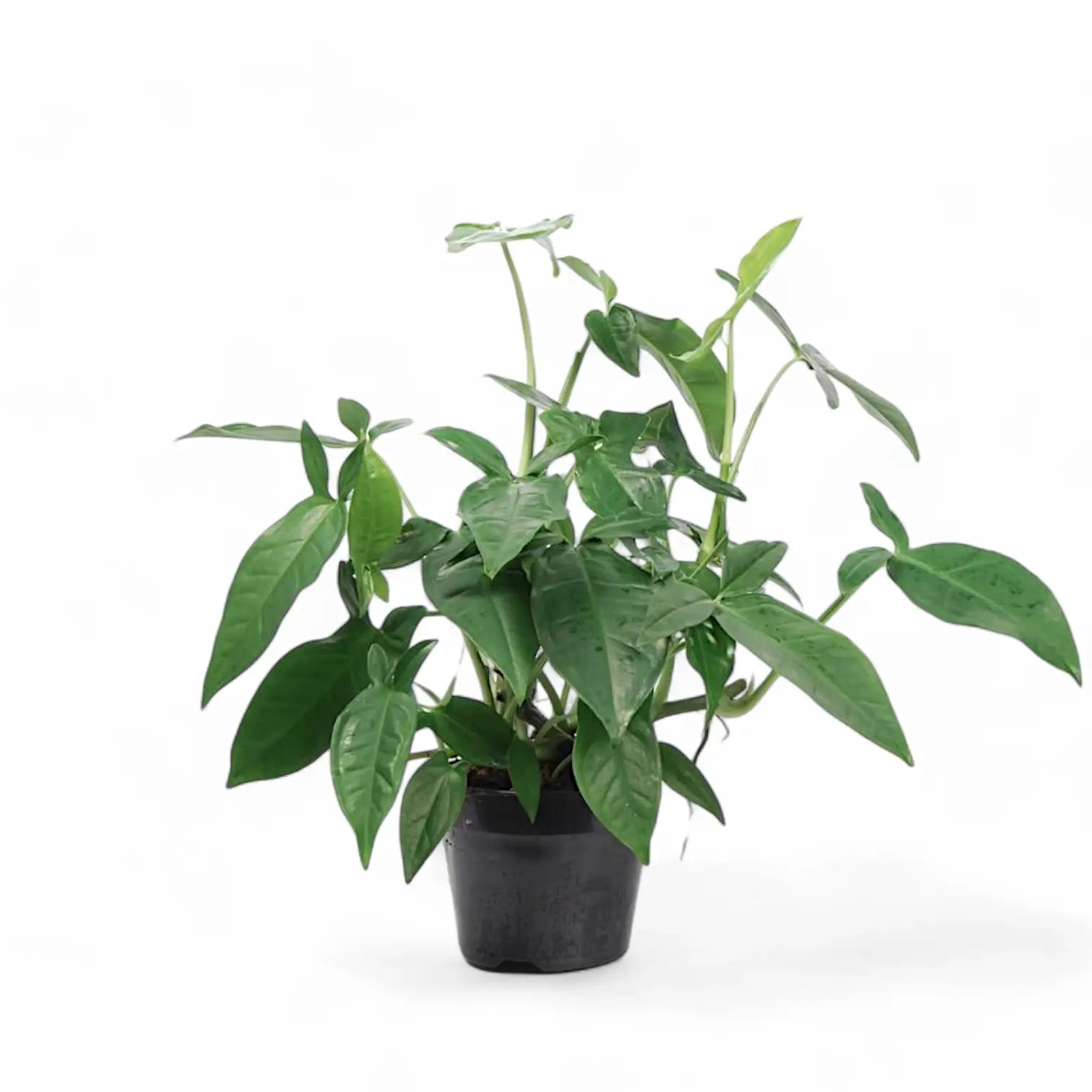 Syngonium podophyllum âTrileaf Wonder' potted houseplant in nursery pot on white background, product photo 4.