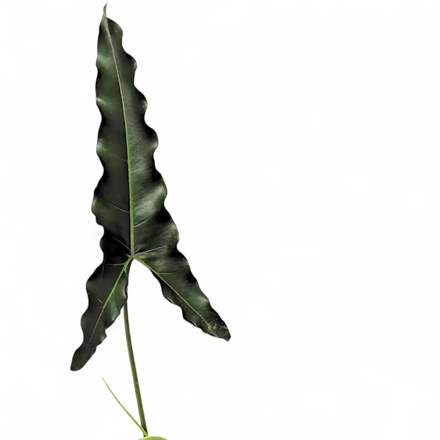 Thaumatophyllum stenolobum – Blattdetail vor weißem Hintergrund..