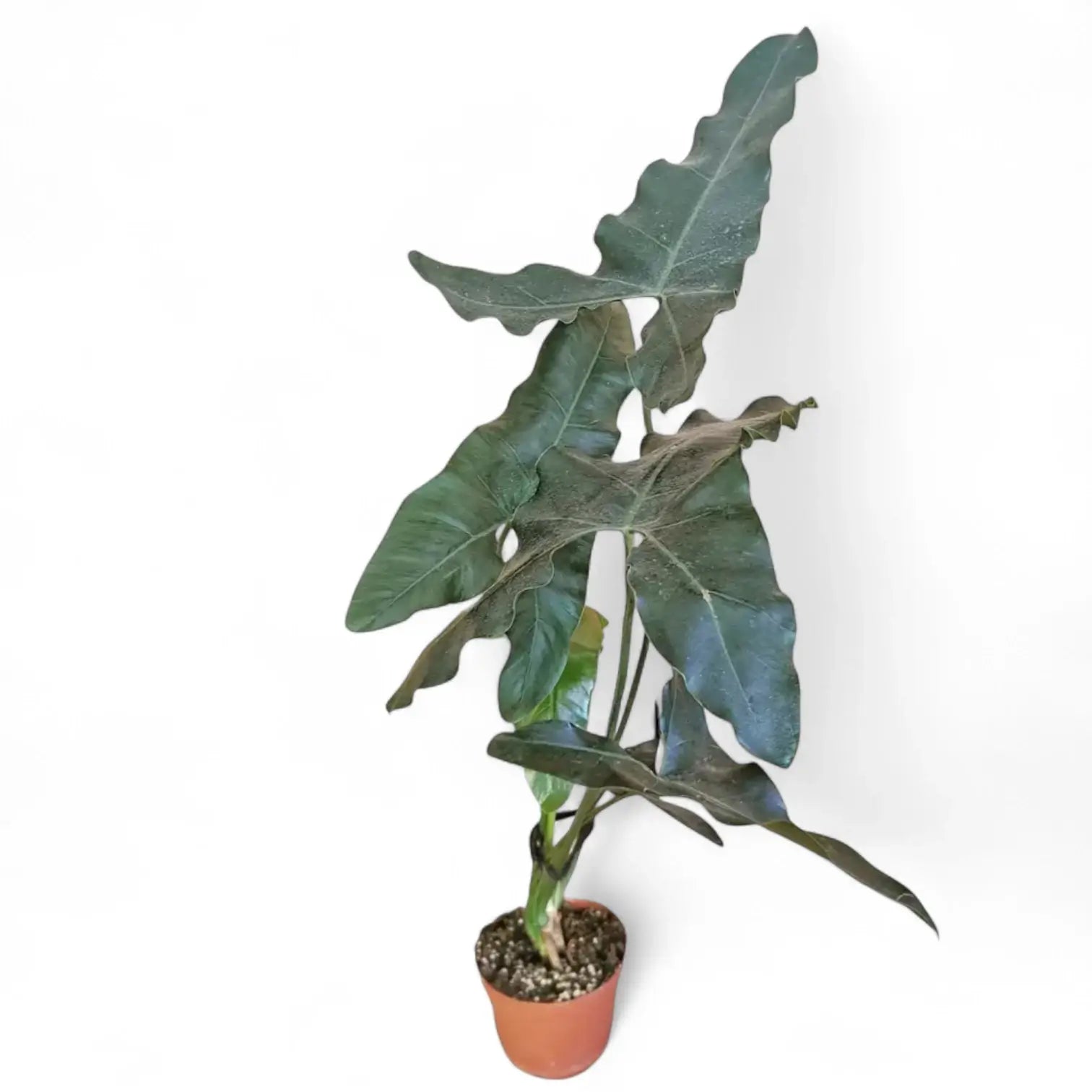 Thaumatophyllum stenolobum Zimmerpflanze im Anzuchttopf vor weißem Hintergrund, Produktfoto 9.