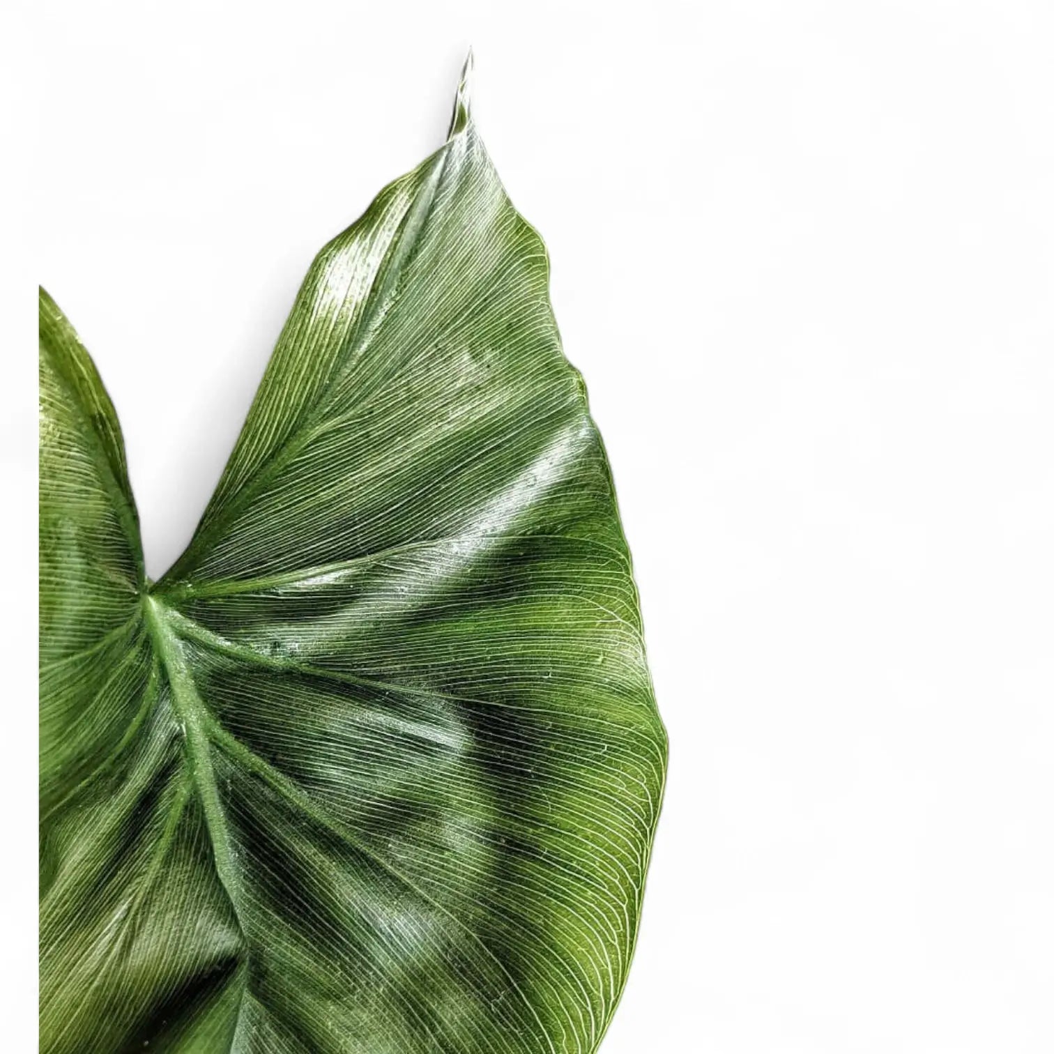 Thaumatophyllum tweedieanum Zimmerpflanze im Anzuchttopf vor weißem Hintergrund, Produktfoto 3.