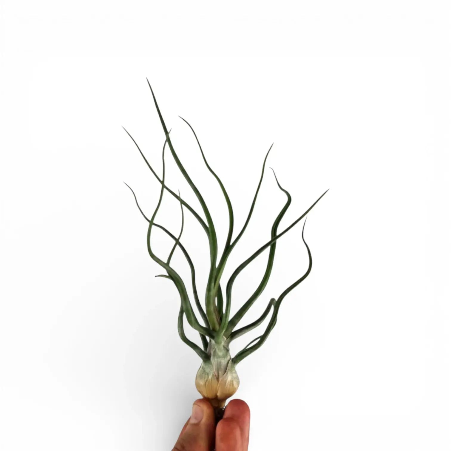 Tillandsia bulbosa