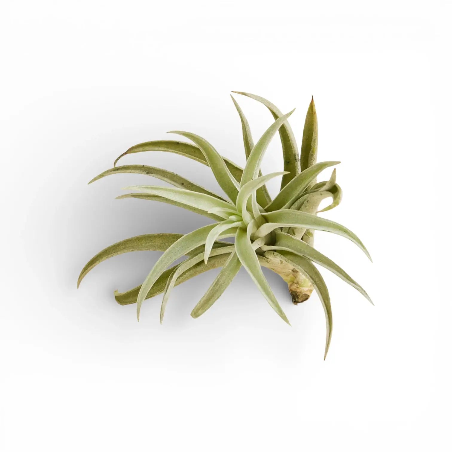 Tillandsia harrisii