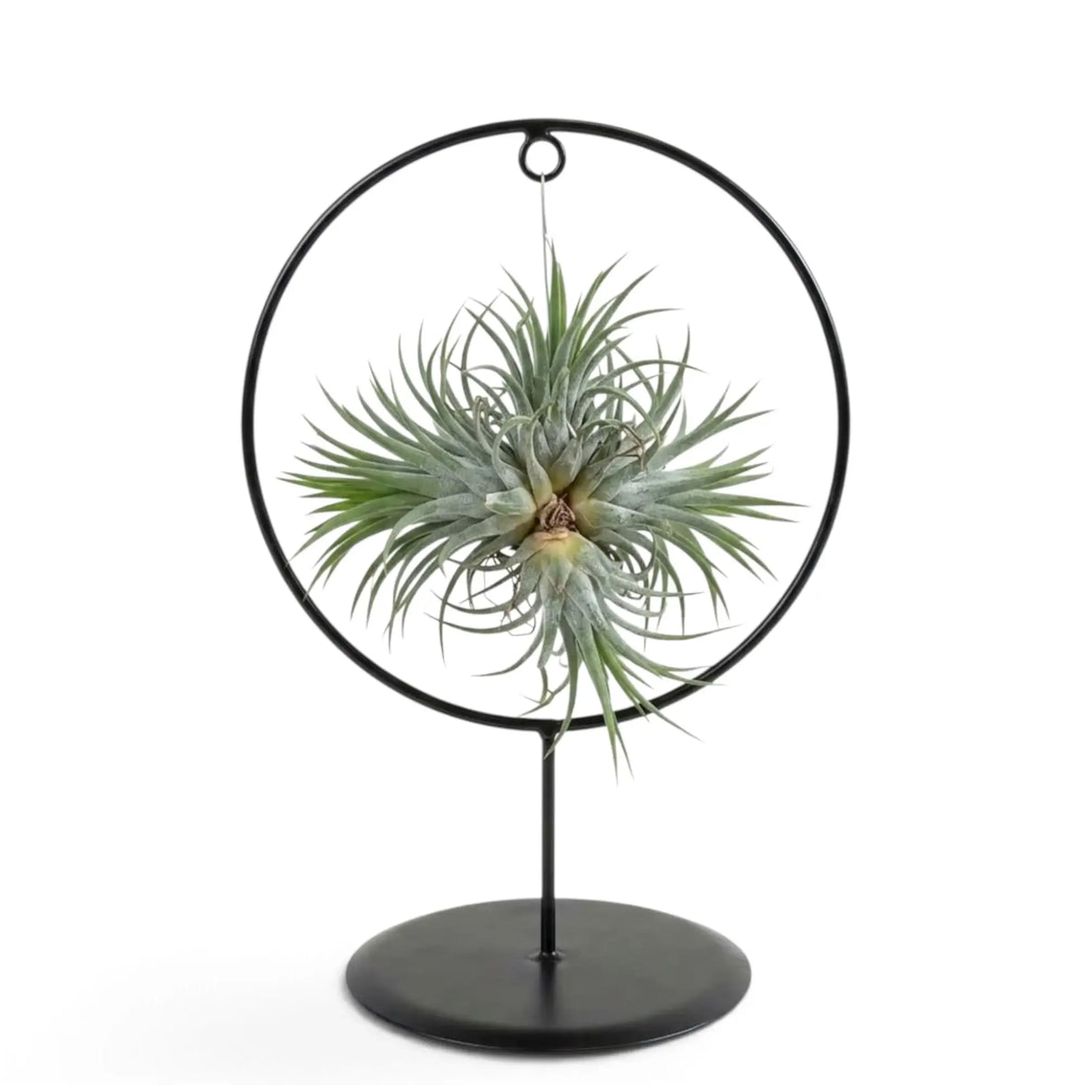 Dichte Gruppe von Tillandsia ionantha, einer Luftpflanze, in einem schwarzen Metallring