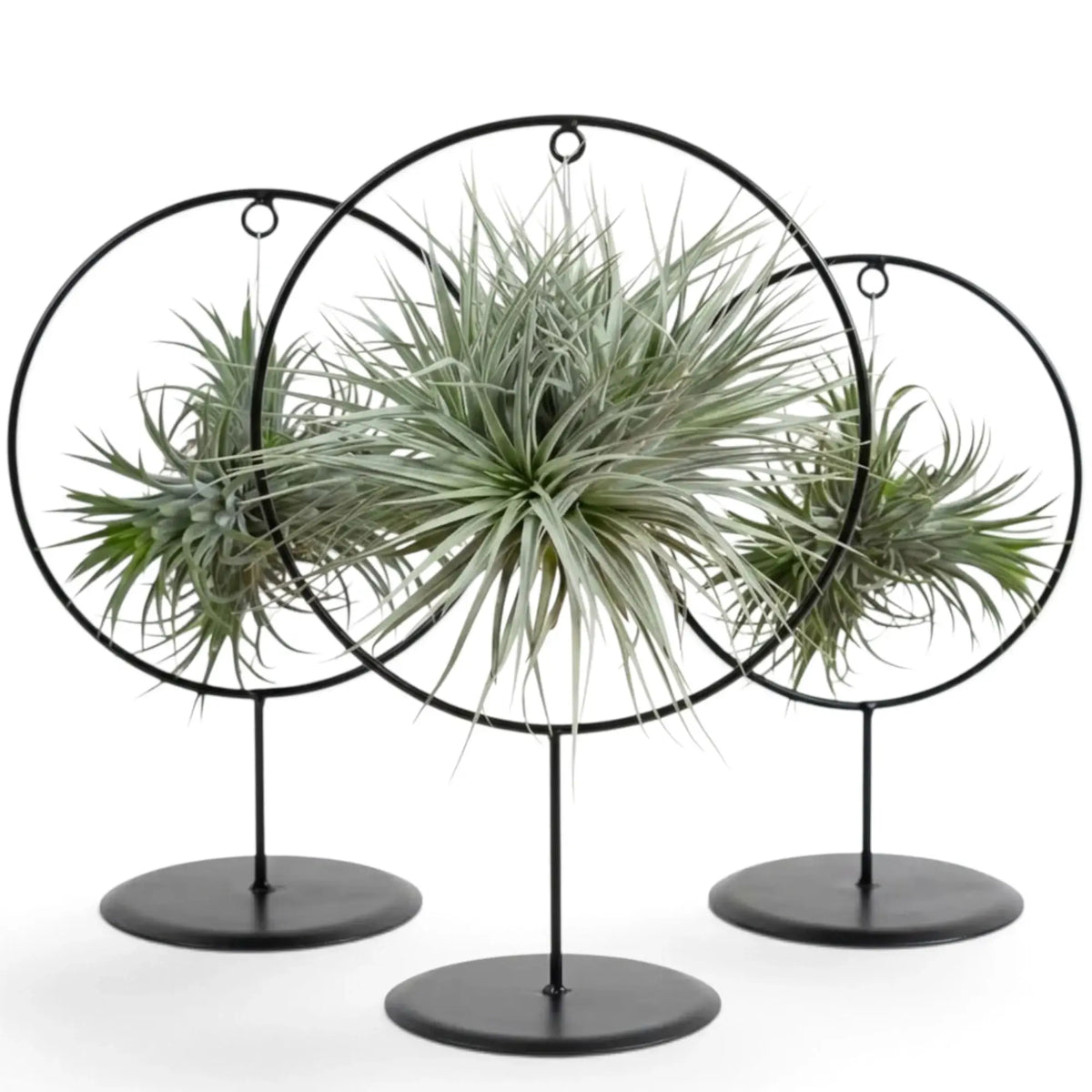 Dichte Gruppe von Tillandsia ionantha mit schmalen graugrünen Blättern in einer schwarzen Ringhalterung