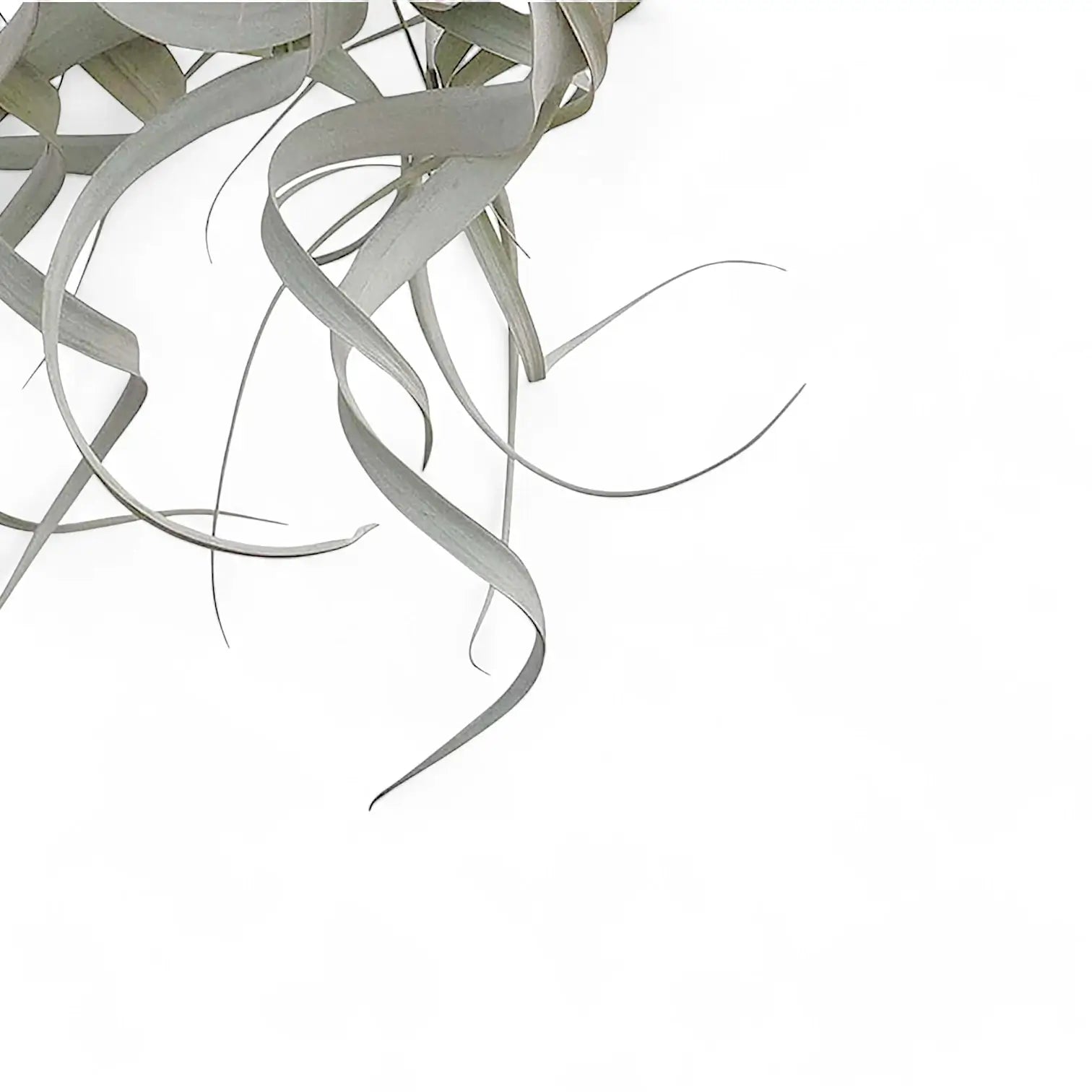 Tillandsia xerographica Zimmerpflanze im Anzuchttopf vor weißem Hintergrund, Produktfoto 6.