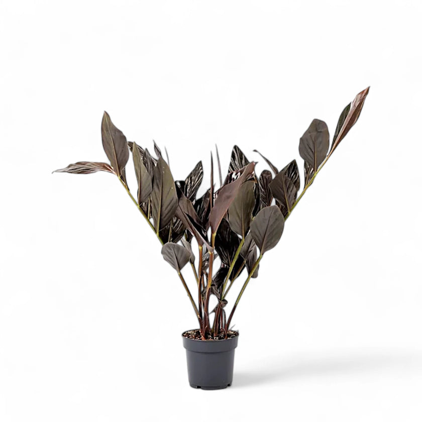 Zingiber malaysianum 'Chocolate' potted houseplant in nursery pot on white background, product photo 2.