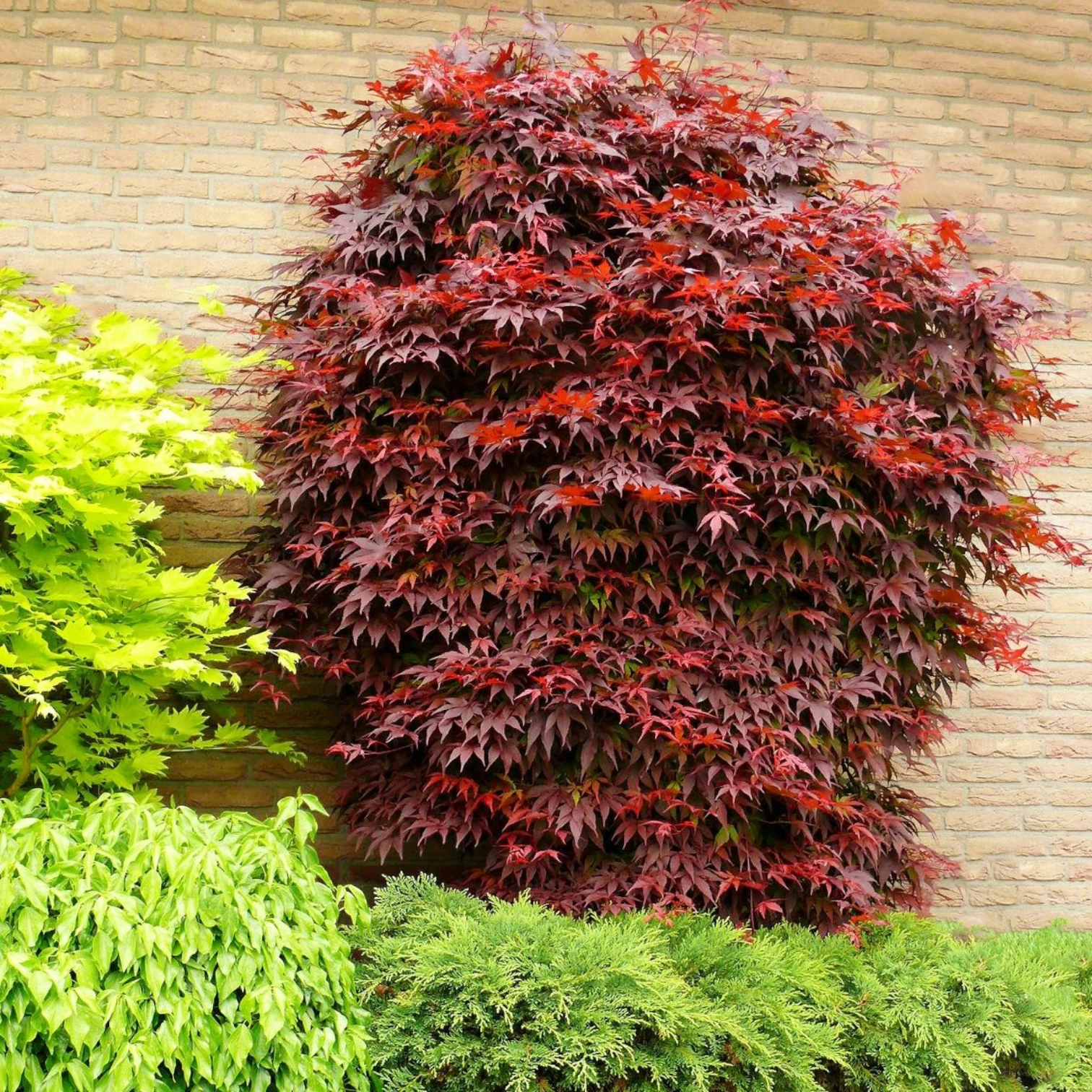 Acer palmatum 'Atropurpureum' detail shot.