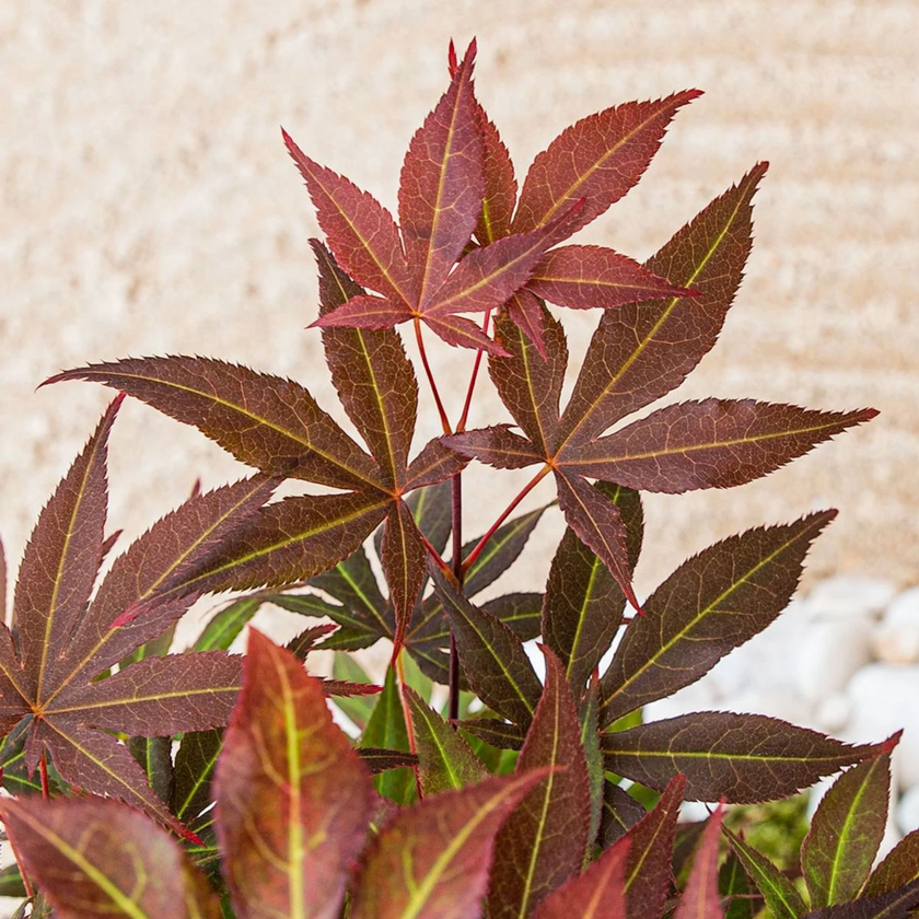 Acer palmatum 'Atropurpureum' detail shot.