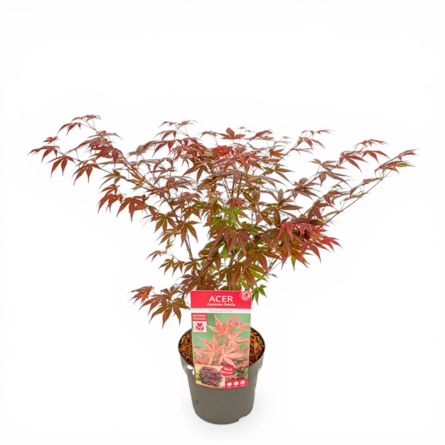 Acer palmatum 'Atropurpureum' detail shot.