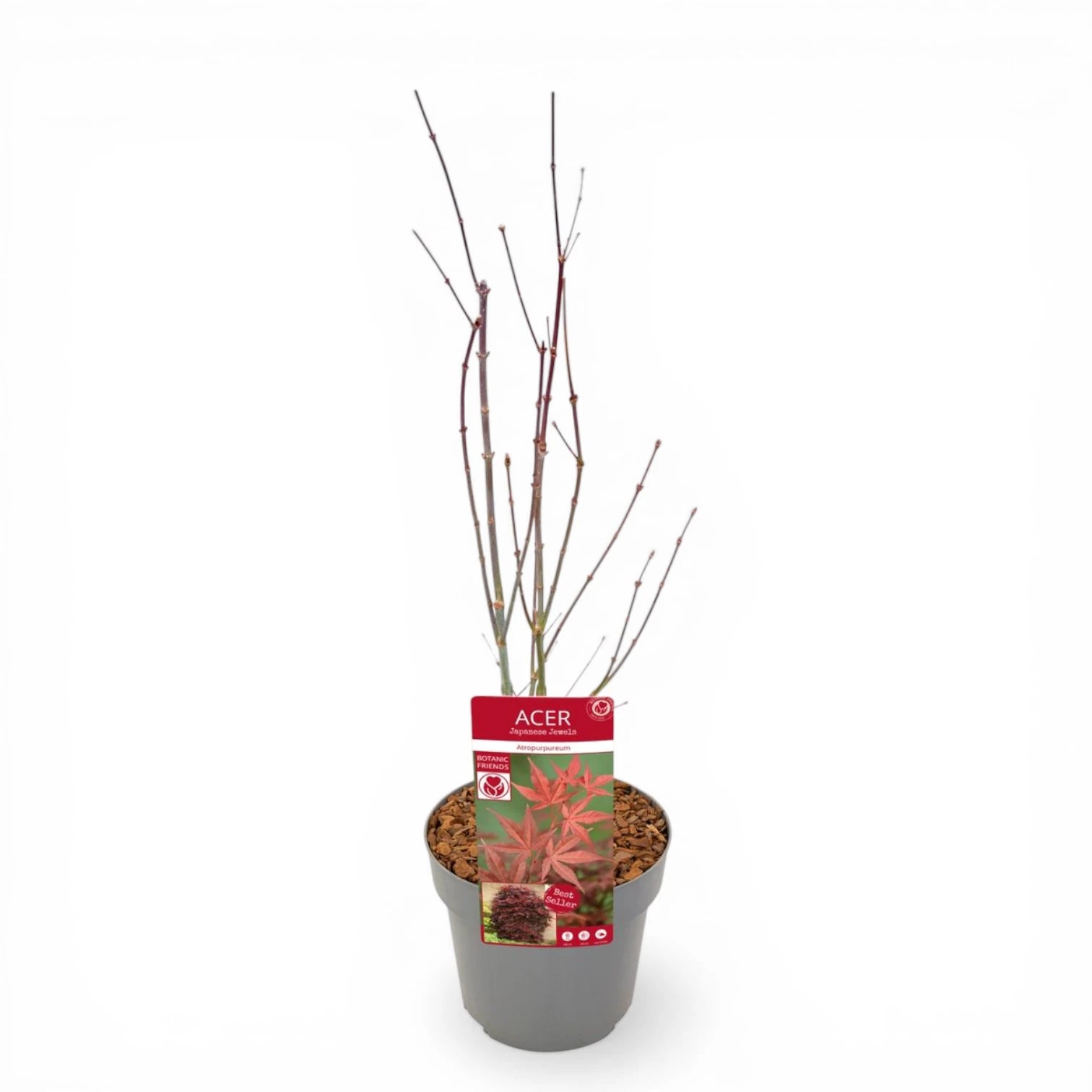 Acer palmatum 'Atropurpureum' detail shot.