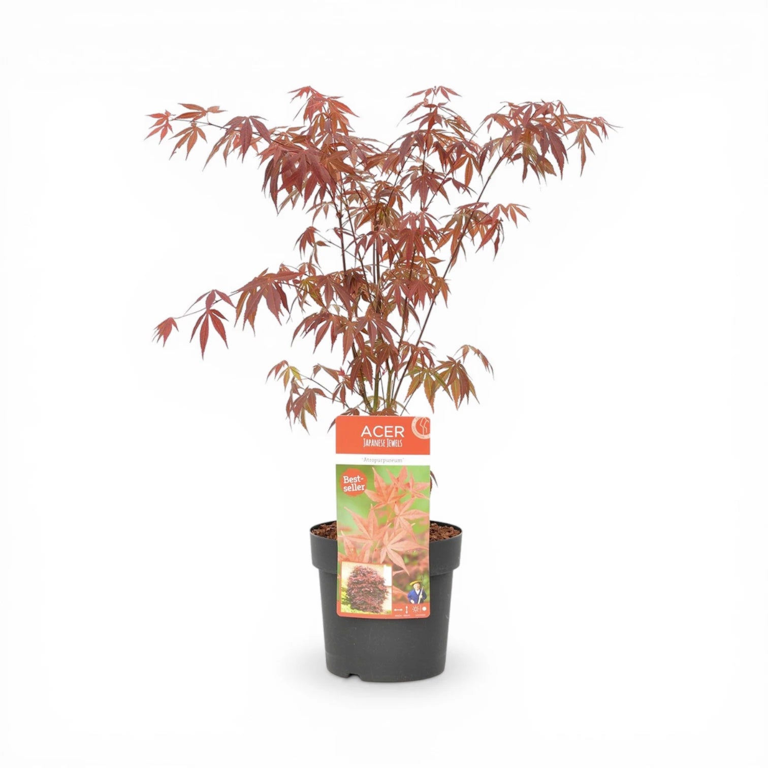 Acer palmatum 'Atropurpureum' size L plant.