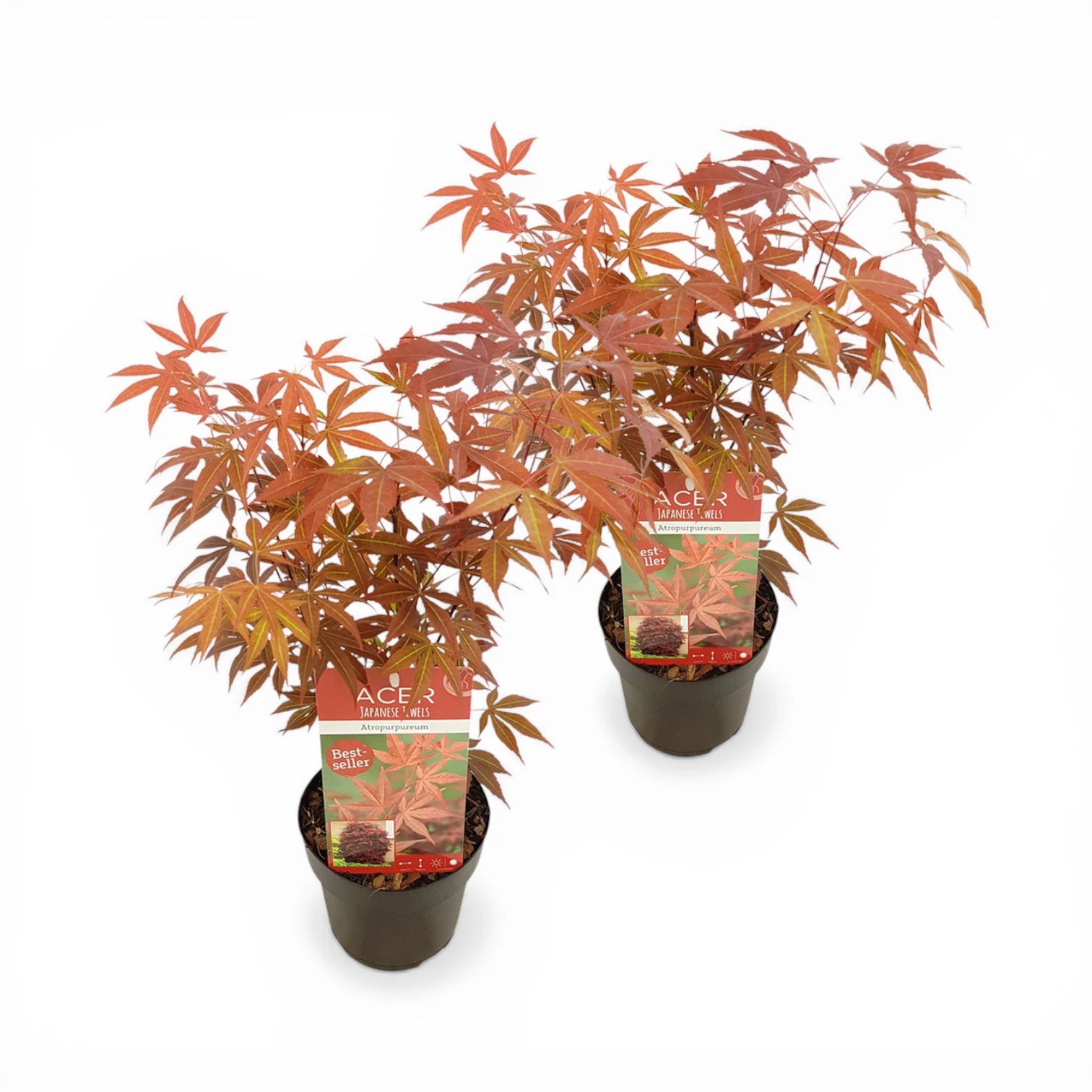 Acer palmatum 'Atropurpureum' size M plant.