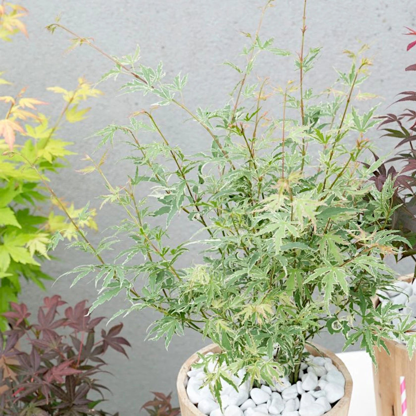 Acer palmatum 'Butterfly' detail shot.