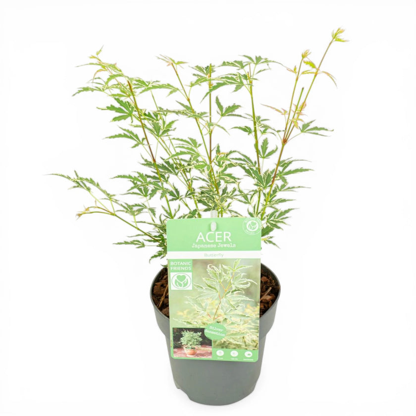 Acer palmatum 'Butterfly' close-up detail.