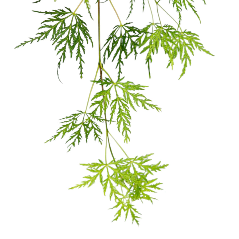 Acer palmatum 'Dissectum' close-up detail.