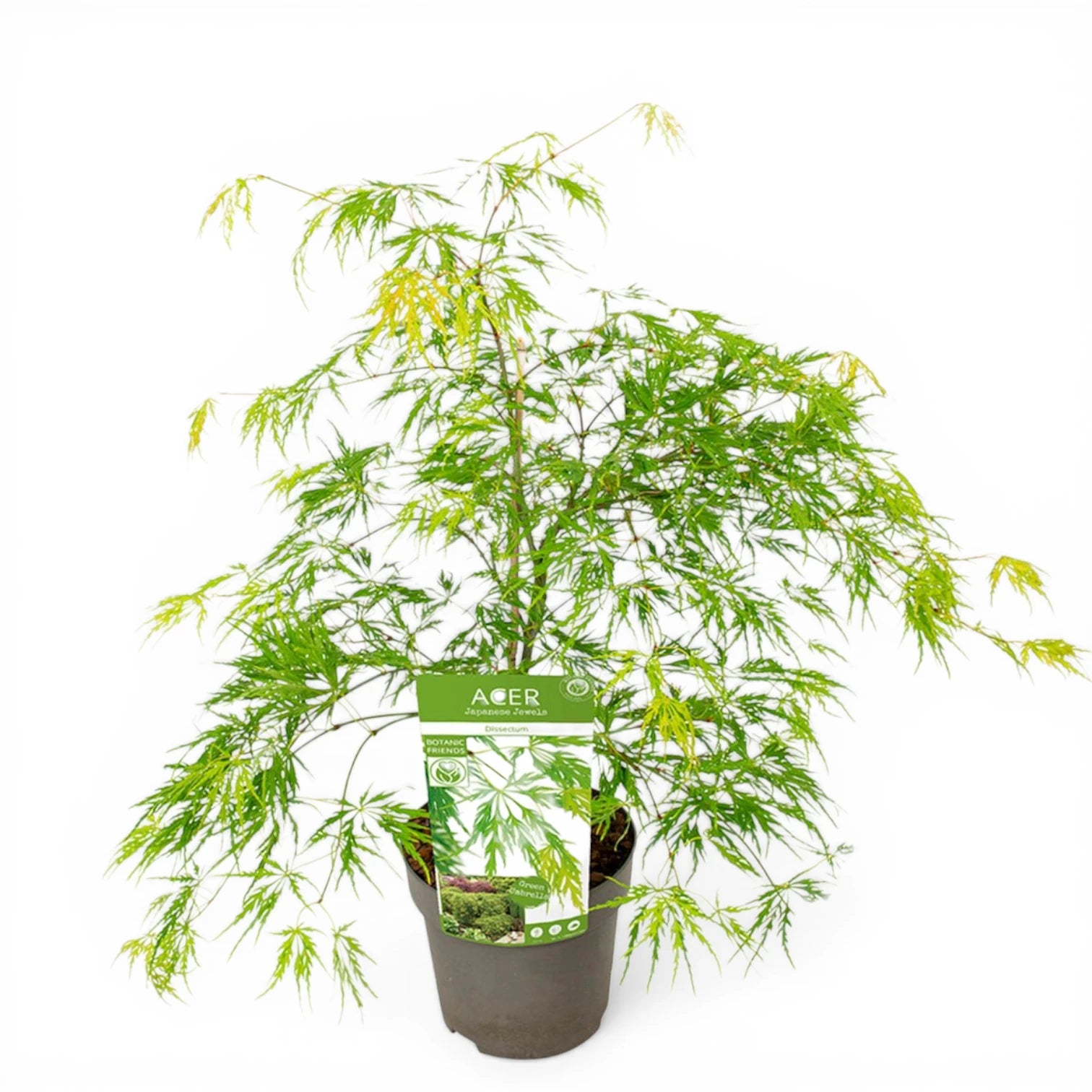 Acer palmatum 'Dissectum' plant detail.