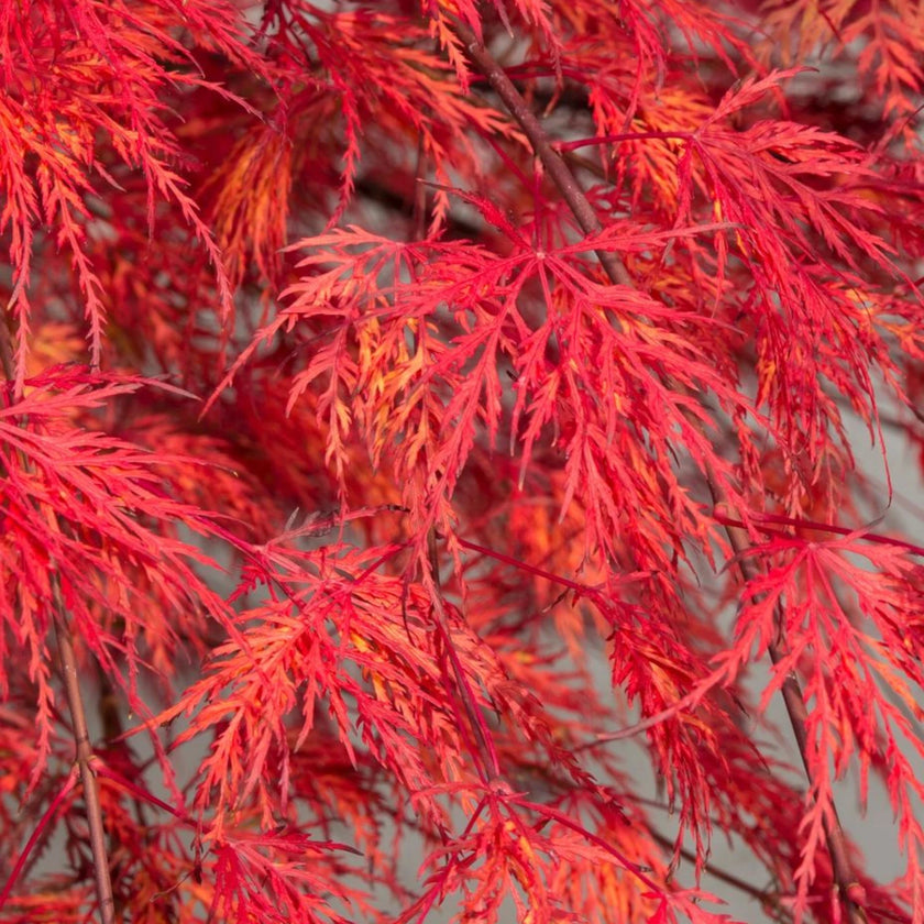 Acer palmatum 'Emerald Lace' detail shot.