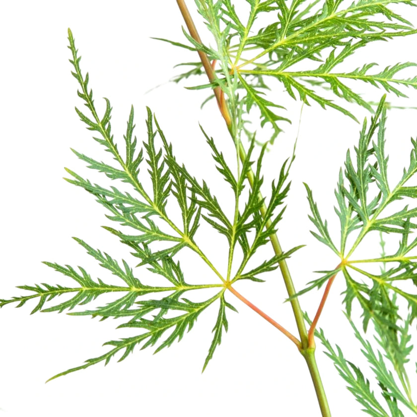 Acer palmatum 'Emerald Lace' plant detail.