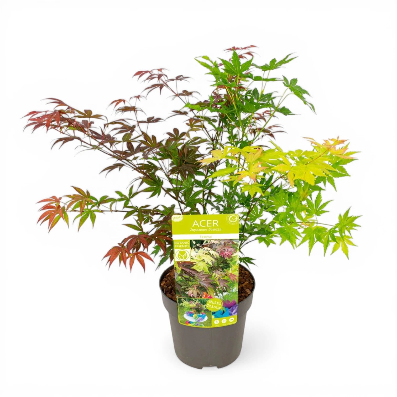 Acer palmatum 'Festival' – Nahaufnahme.