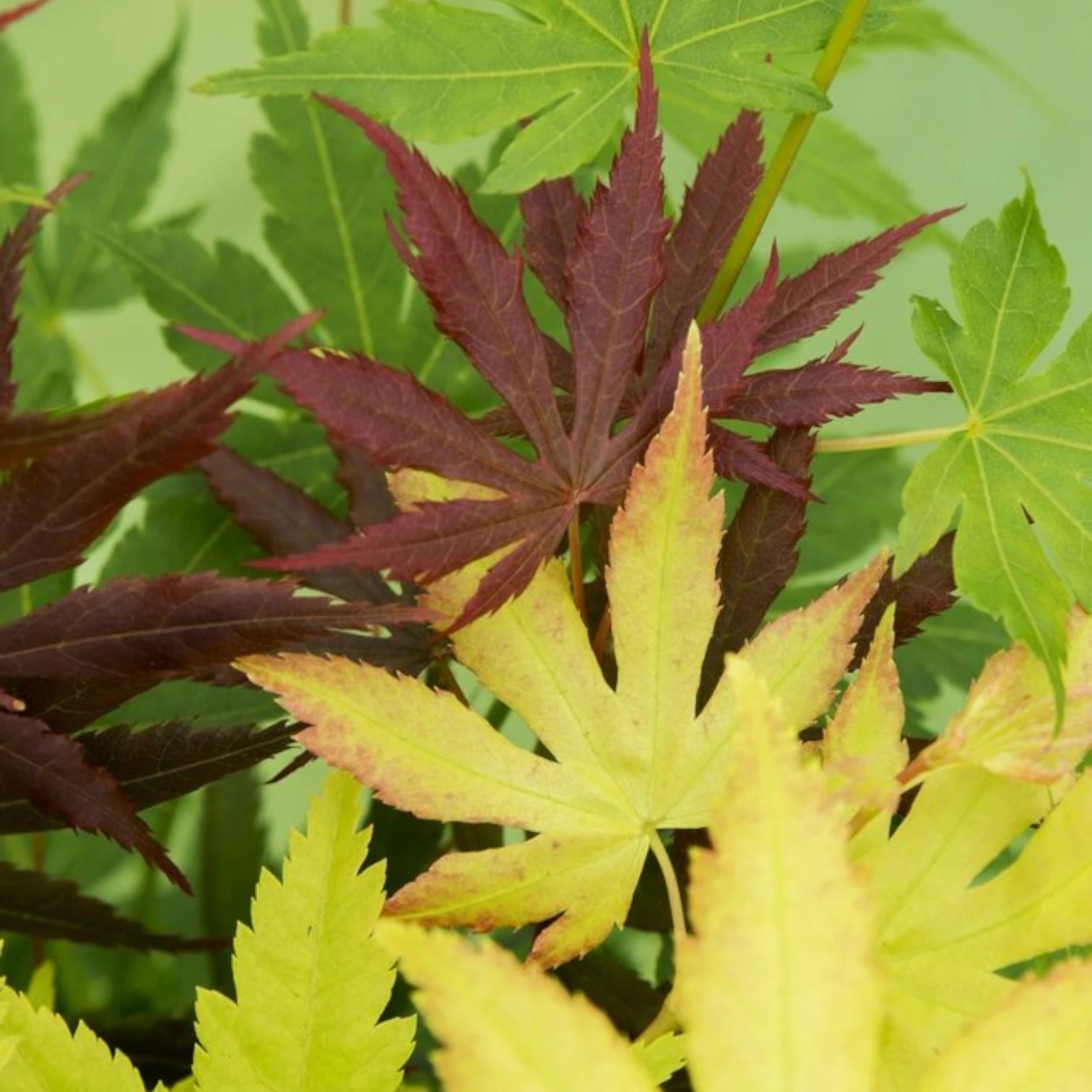 Acer palmatum 'Festival' – Nahaufnahme.
