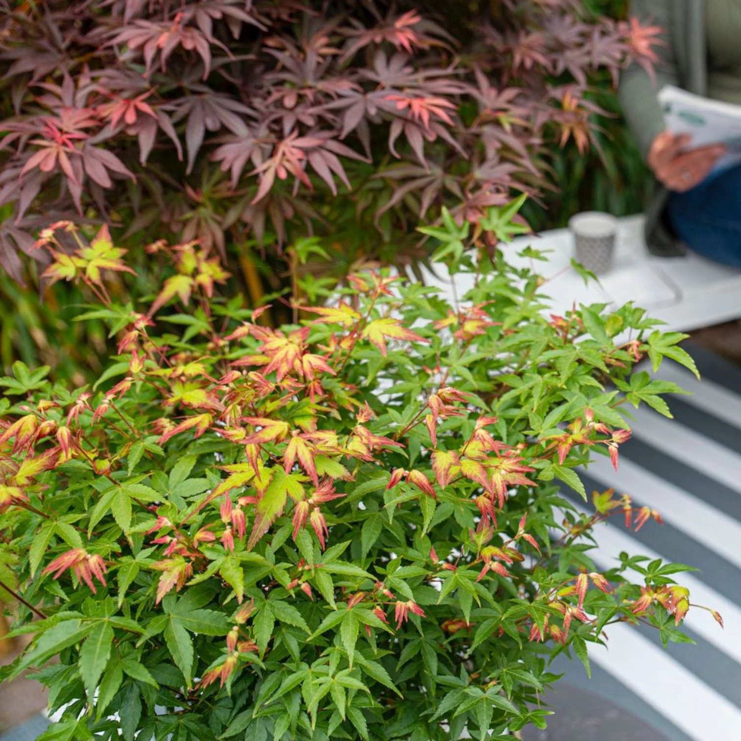 Acer palmatum 'Little Princess' close-up detail.