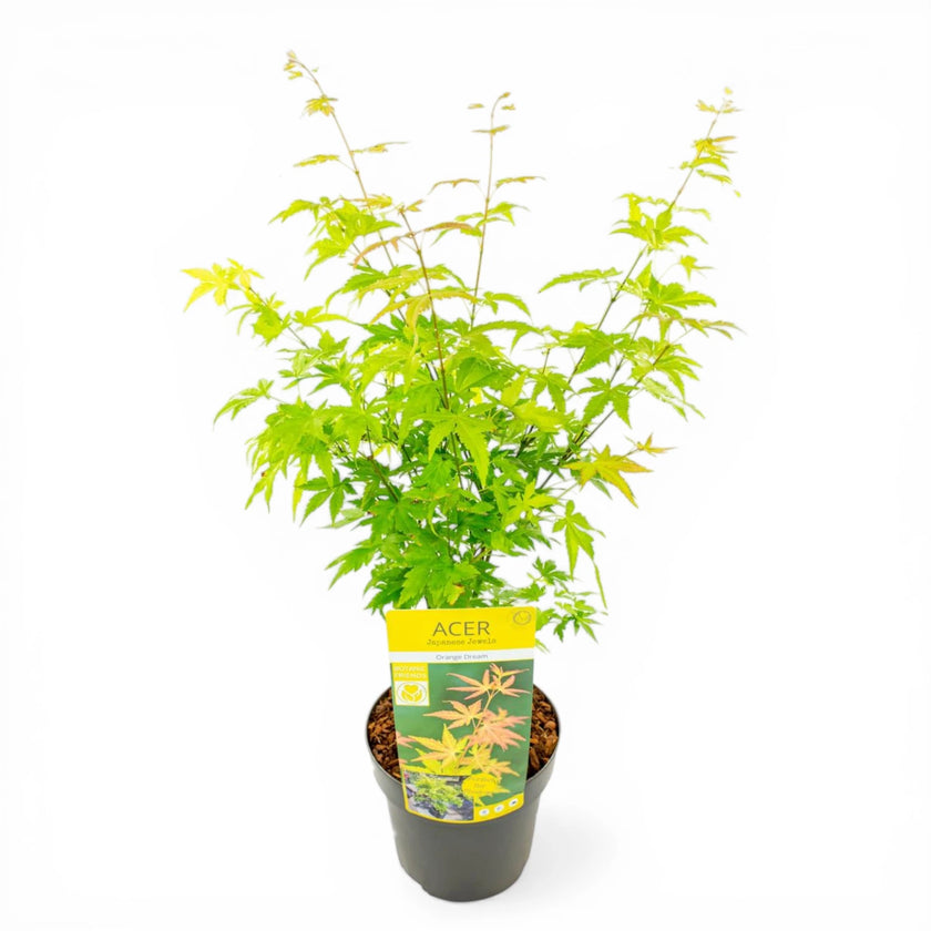 Acer palmatum 'Orange Dream' close-up detail.
