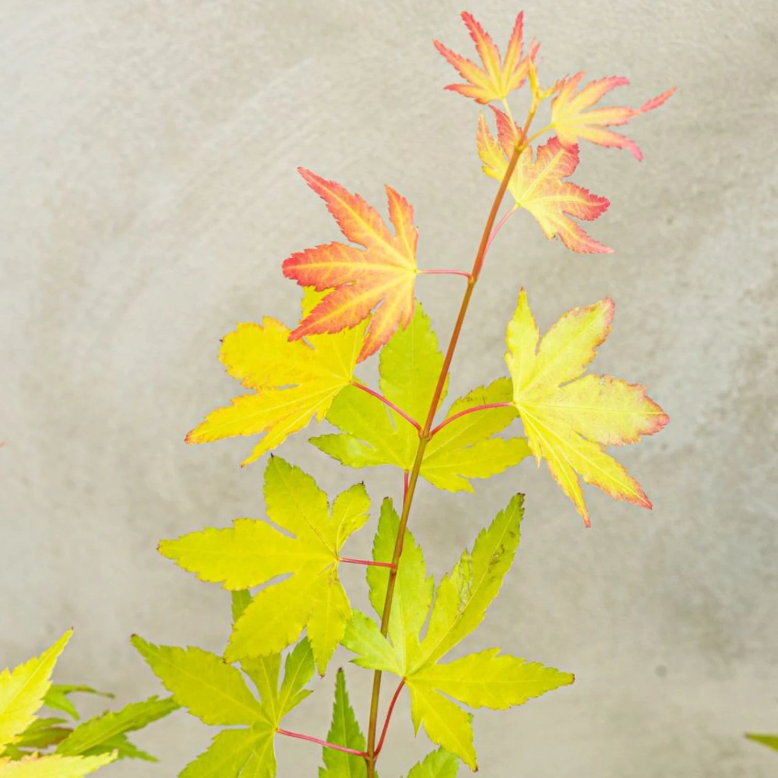 Acer palmatum 'Orange Dream' close-up detail.
