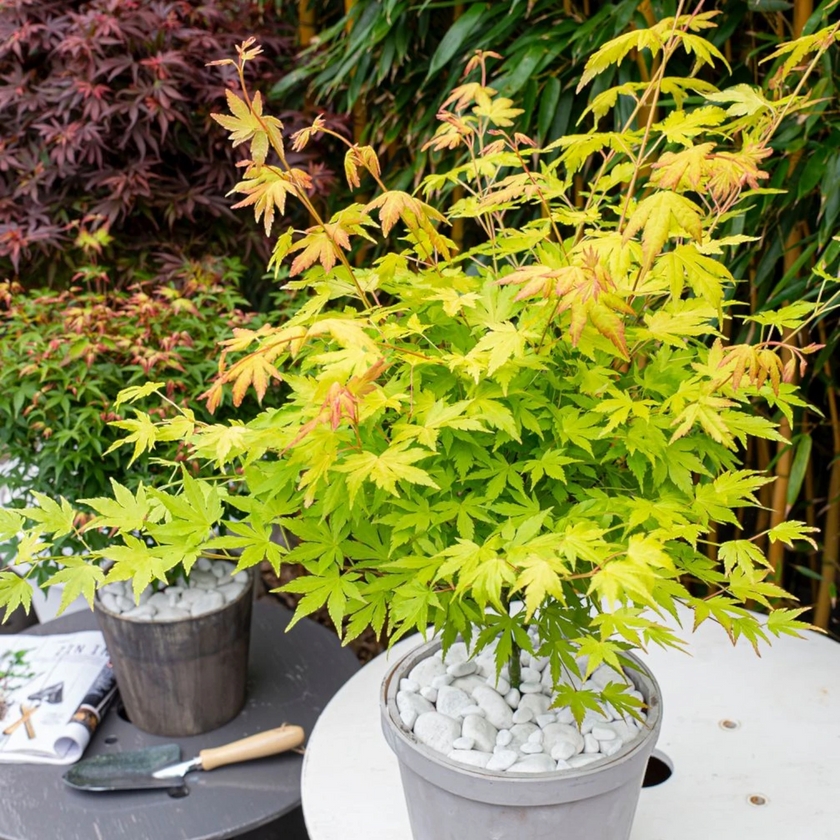 Acer palmatum 'Orange Dream' plant detail.