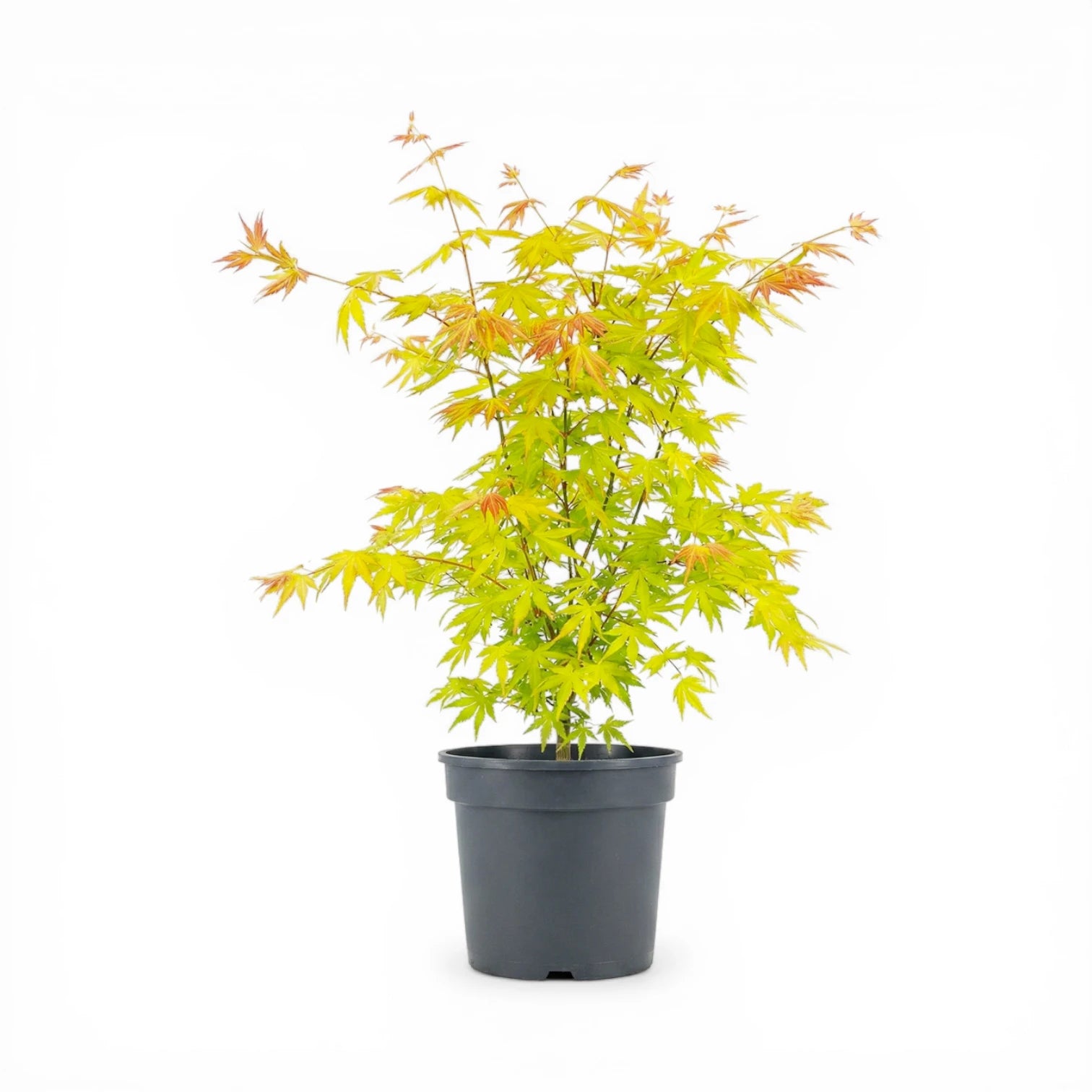Acer palmatum 'Orange Dream' size L plant.