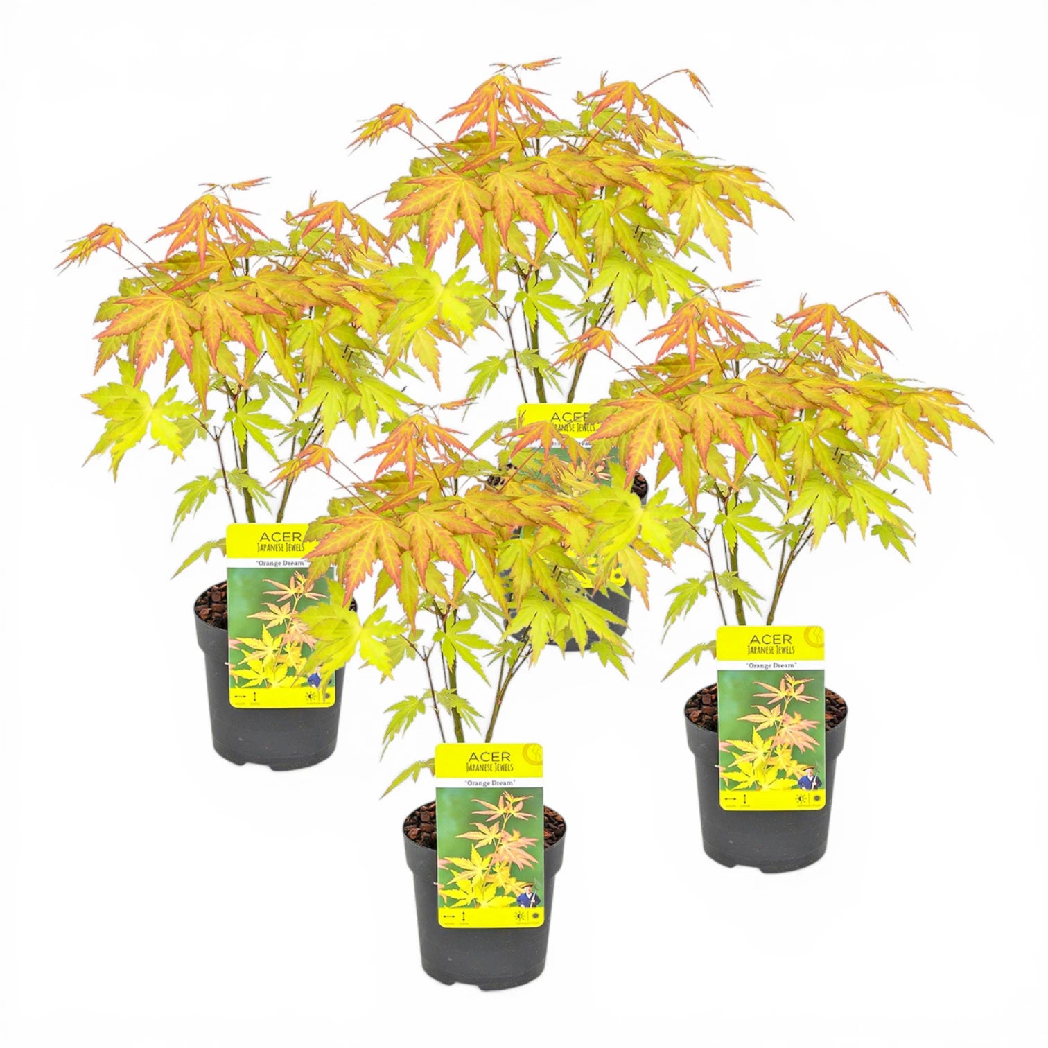 Acer palmatum 'Orange Dream' size S plant.