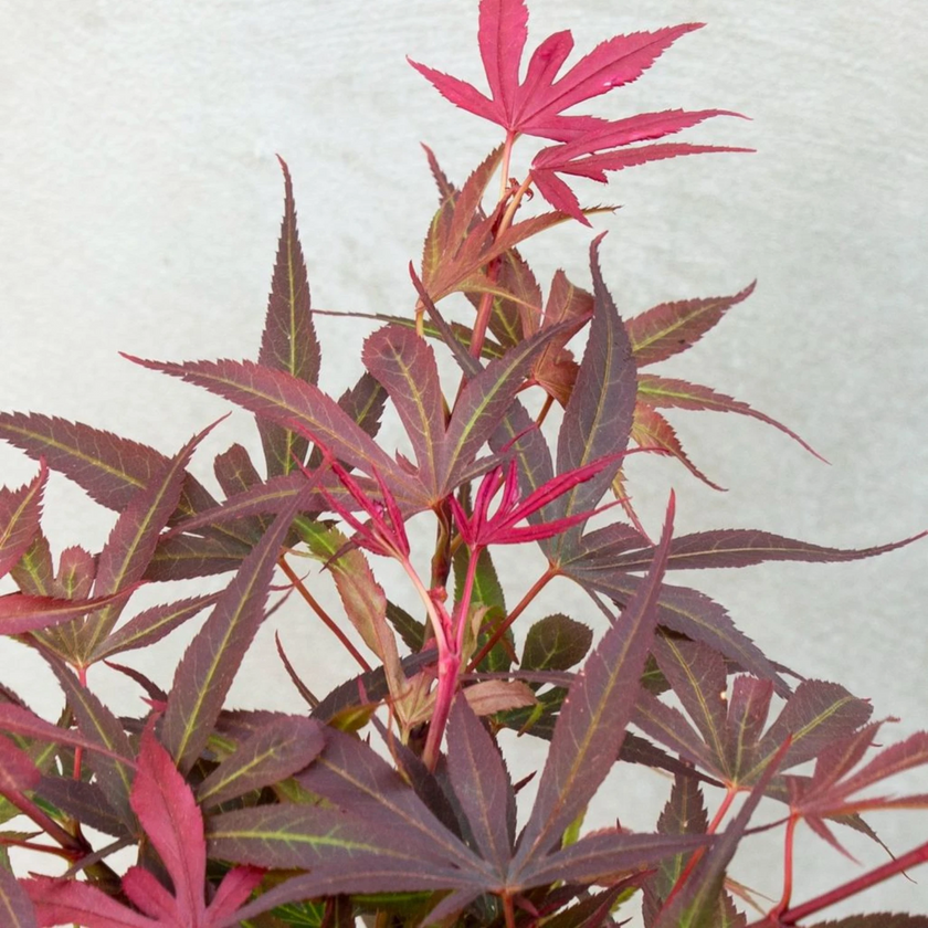 Acer palmatum 'Shaina' close-up detail.
