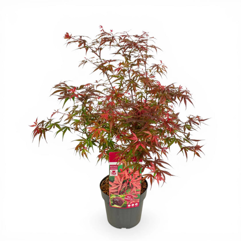 Acer palmatum 'Shaina' detail shot.