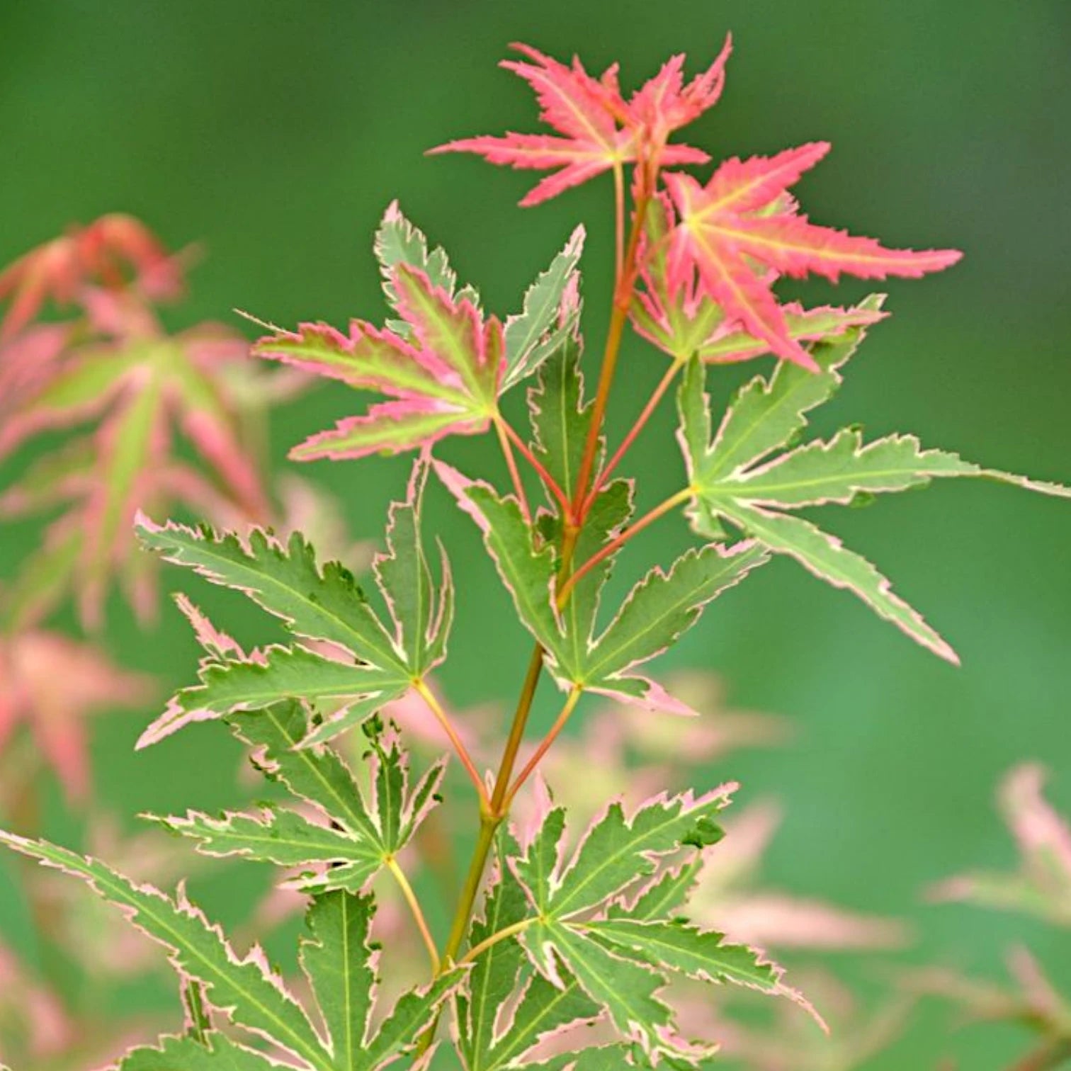 Acer palmatum 'Taylor' – Detailaufnahme der Pflanze.