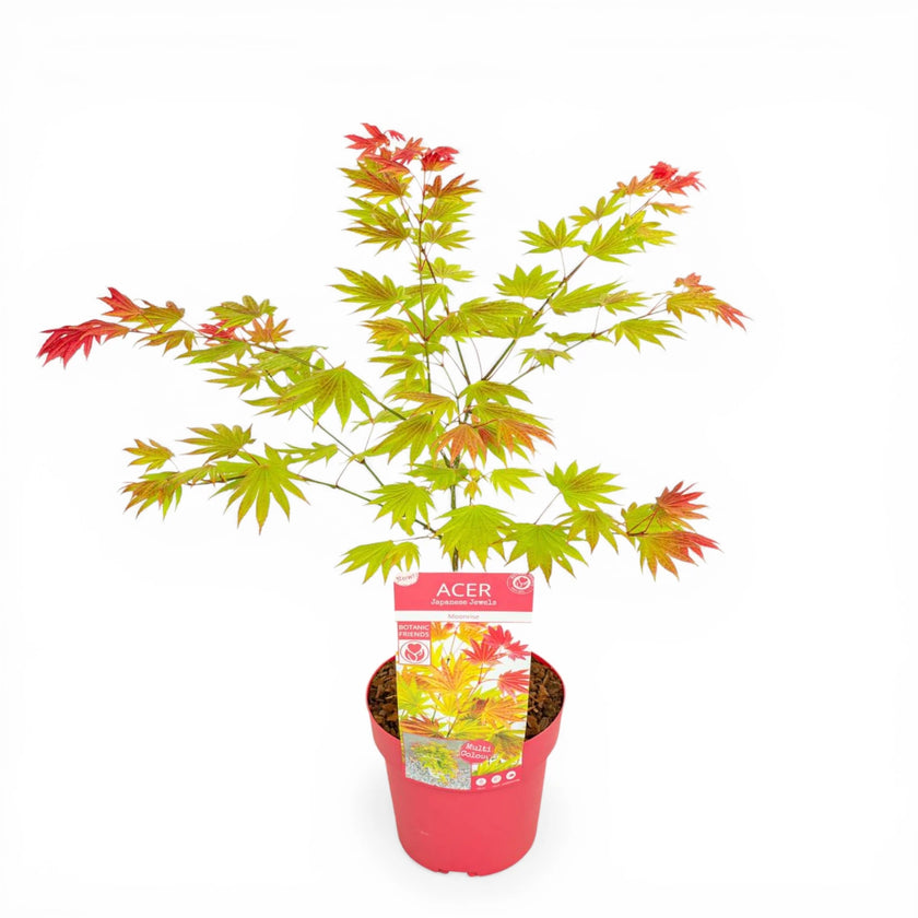 Acer shirasawanum 'Moonrise' close-up detail.