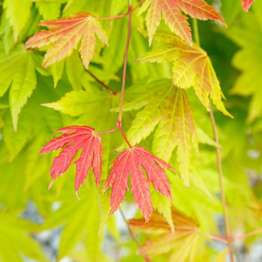 Acer shirasawanum 'Moonrise' close-up detail.
