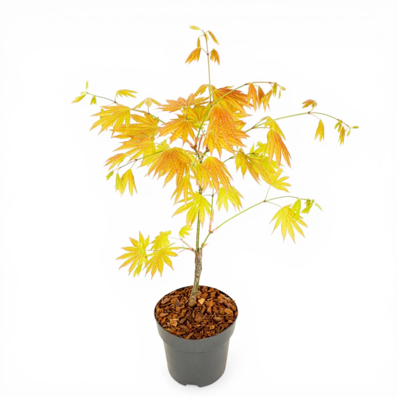 Acer shirasawanum 'Moonrise' detail shot.